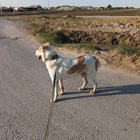 Türkmen alabay