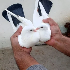 kepderi