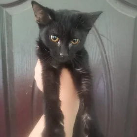 котята