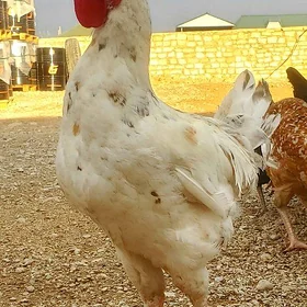 Armiyan horaz