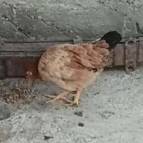 balgar türkmen jüÿje