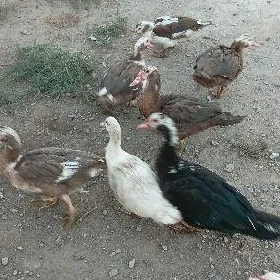 indautka