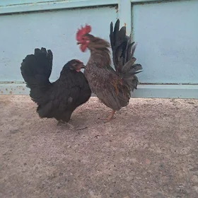 serama towuk
serama towuk