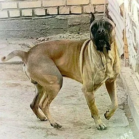 kane korsa
