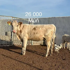 8 sany arginal tüweler 1 öküz