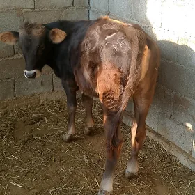 Öküz
