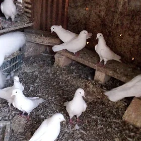 kepderi