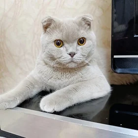 Кот