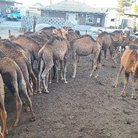 OGŞYKLAR