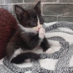 Кошечка в добрые руки