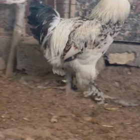 brama horoz