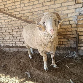 kockar