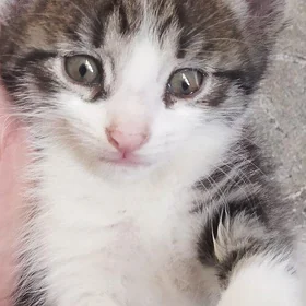 котята