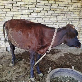 Goleli sygyr