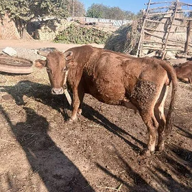 goleli sygyr