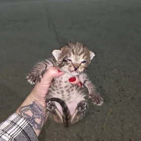 котенок