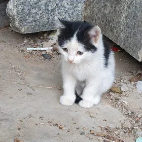котята