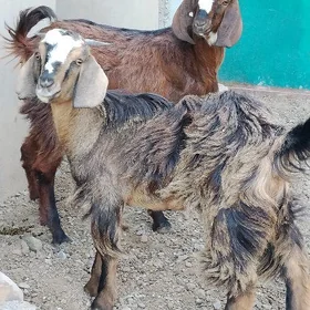 PAKISTAN