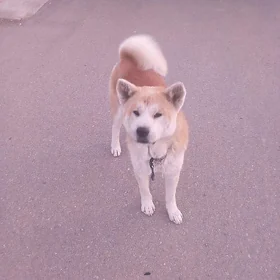 собачка