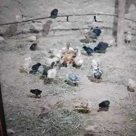 Towuk juyje