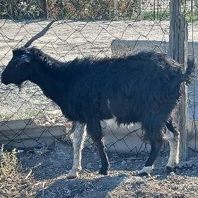 Geci