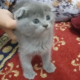 Шотландские вислоухие котята
