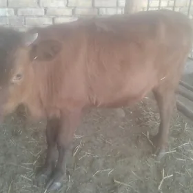 gulajn göle