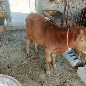 Okuzceler