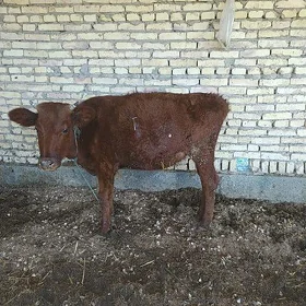 unajyn