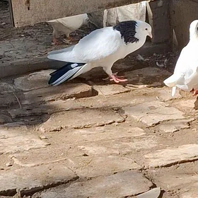 kepderi
