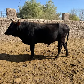 öküzler