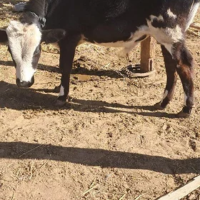 Okuzce