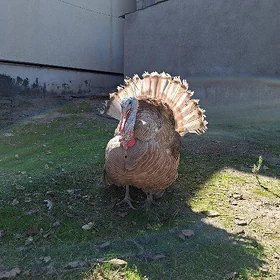 Owgan ınduk