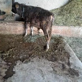 Öküz