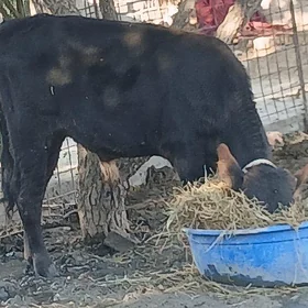 Öküzler