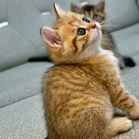 Шотландские котята