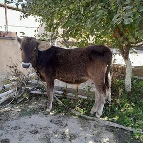 ÖKÜZ