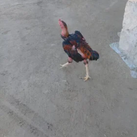 Baýsow horoz


baýsow  horoz