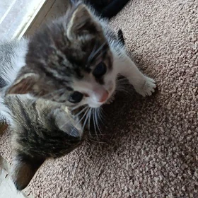 pişik çaga,котята,котёнок.