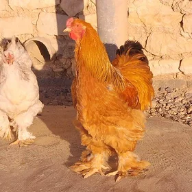 Brama orginal