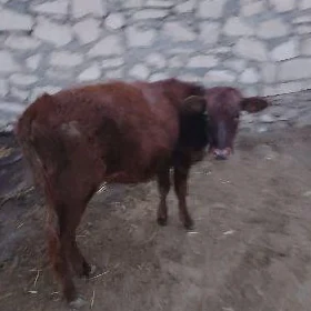 gaçar