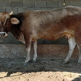 gysyr sygyr