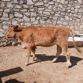 gaçar