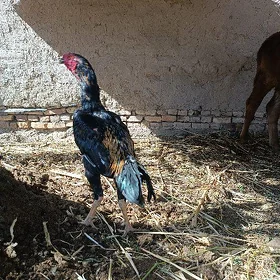 horaz