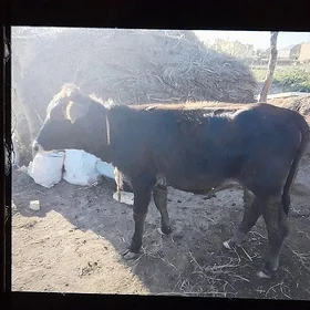 sygyr göle tuwe