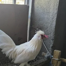 Karlik towuk
