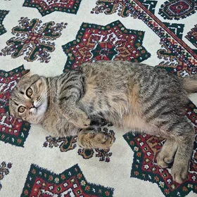 Кот веслоух шотландский.