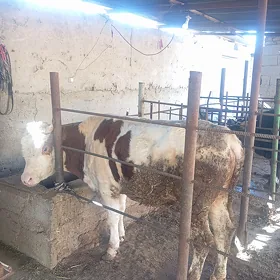 Öküzler