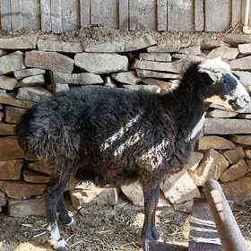 Gysyr goýun