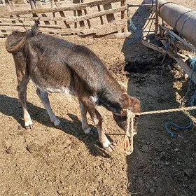 göleler tüwe we ökuz